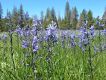 image of Camassia quamash