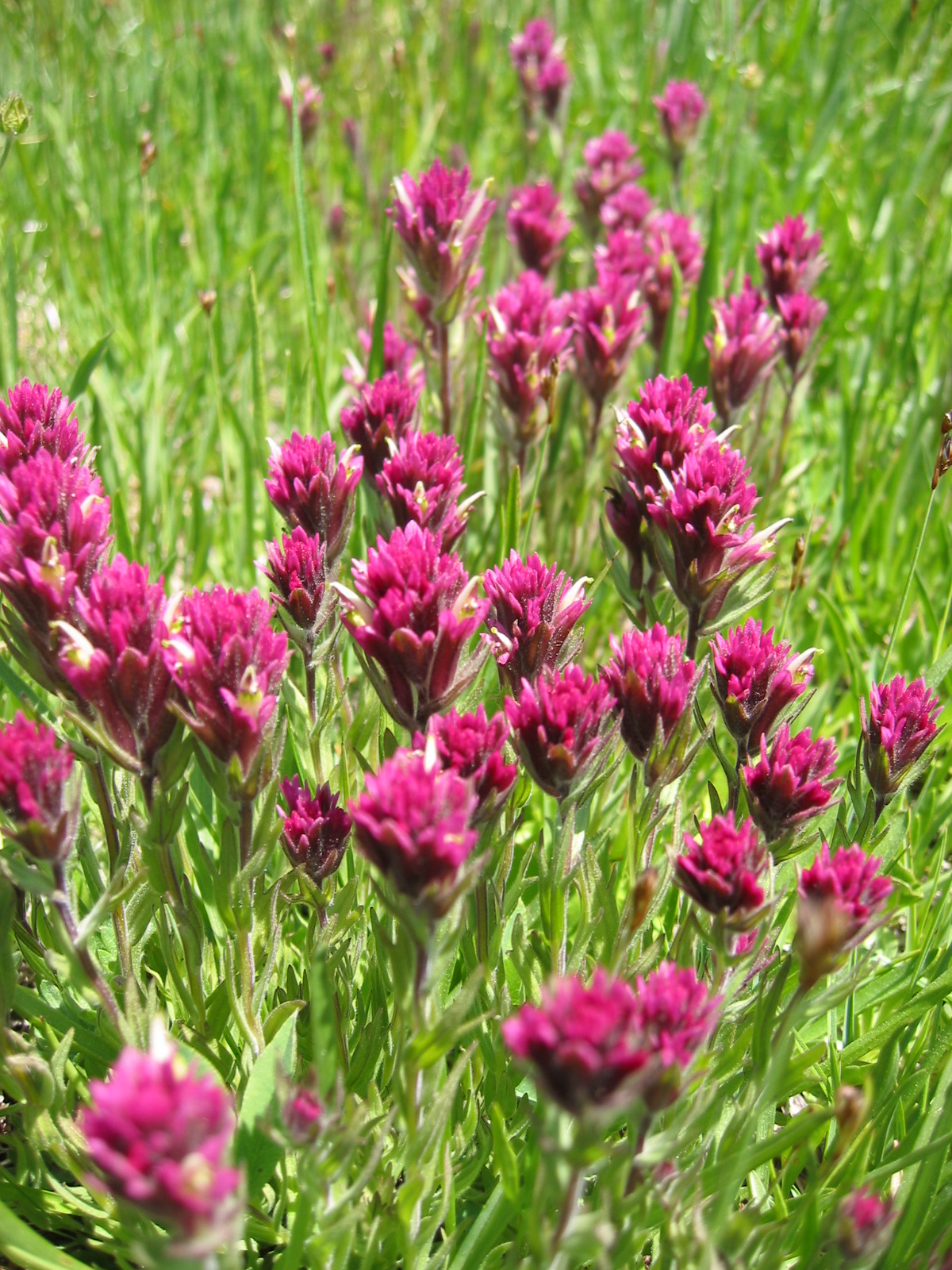 Orobanchaceae Castilleja lemmonii