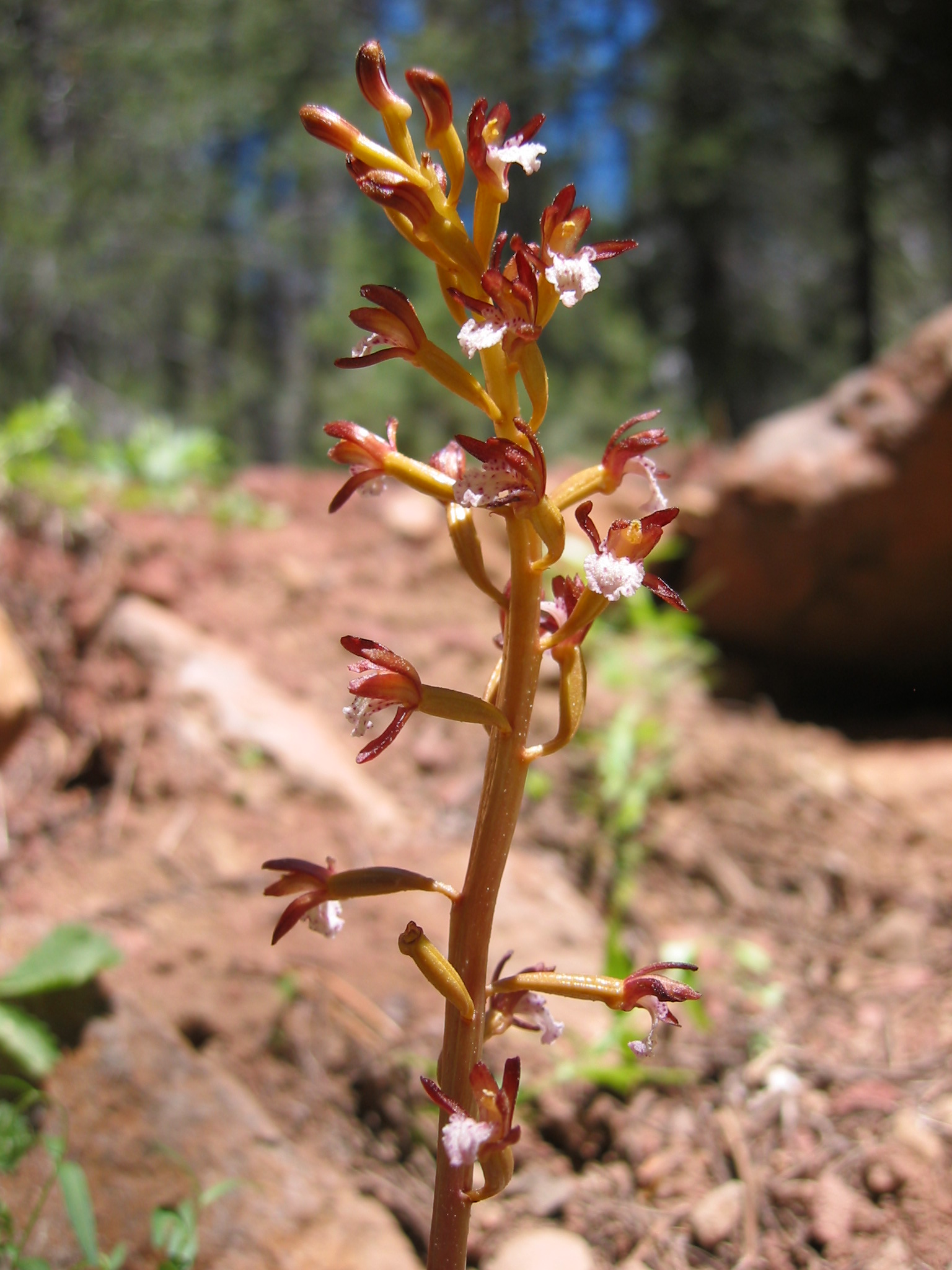 Orchidaceae Corallorhiza maculata