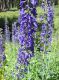 image of Delphinium glaucum
