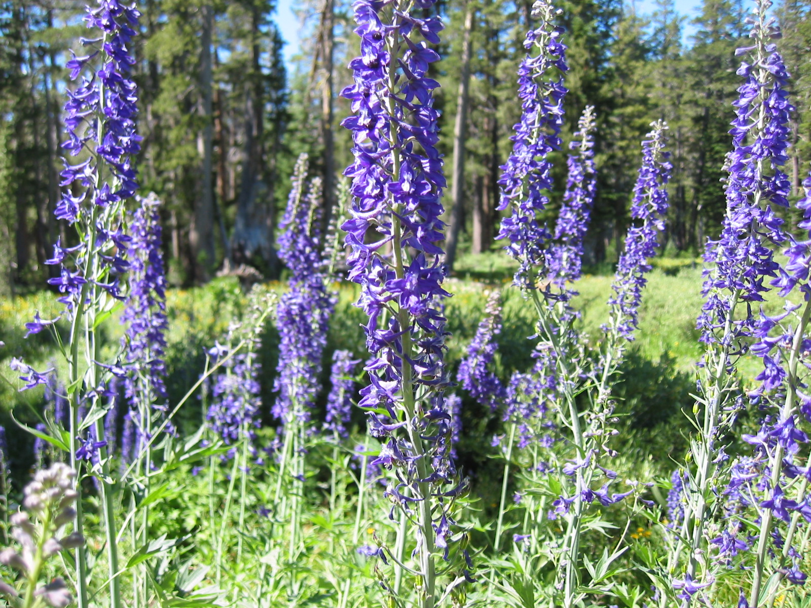 Ranunculaceae Delphinium glaucum