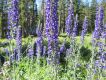 image of Delphinium glaucum