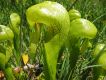 image of Darlingtonia californica