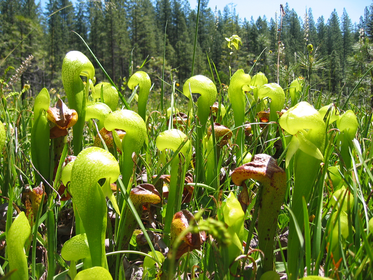 Sarraceniaceae Darlingtonia californica