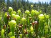 image of Darlingtonia californica