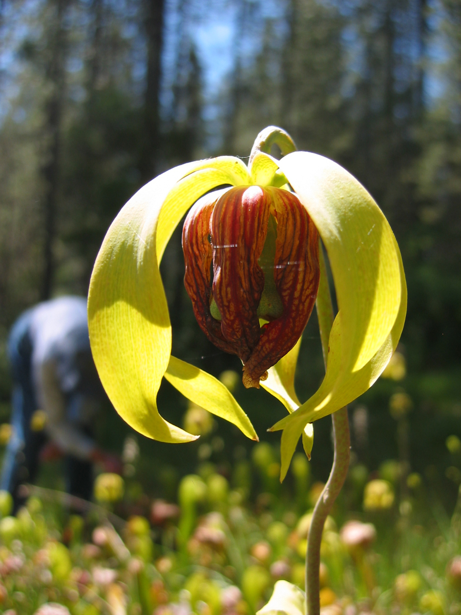 Sarraceniaceae Darlingtonia californica