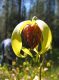 image of Darlingtonia californica