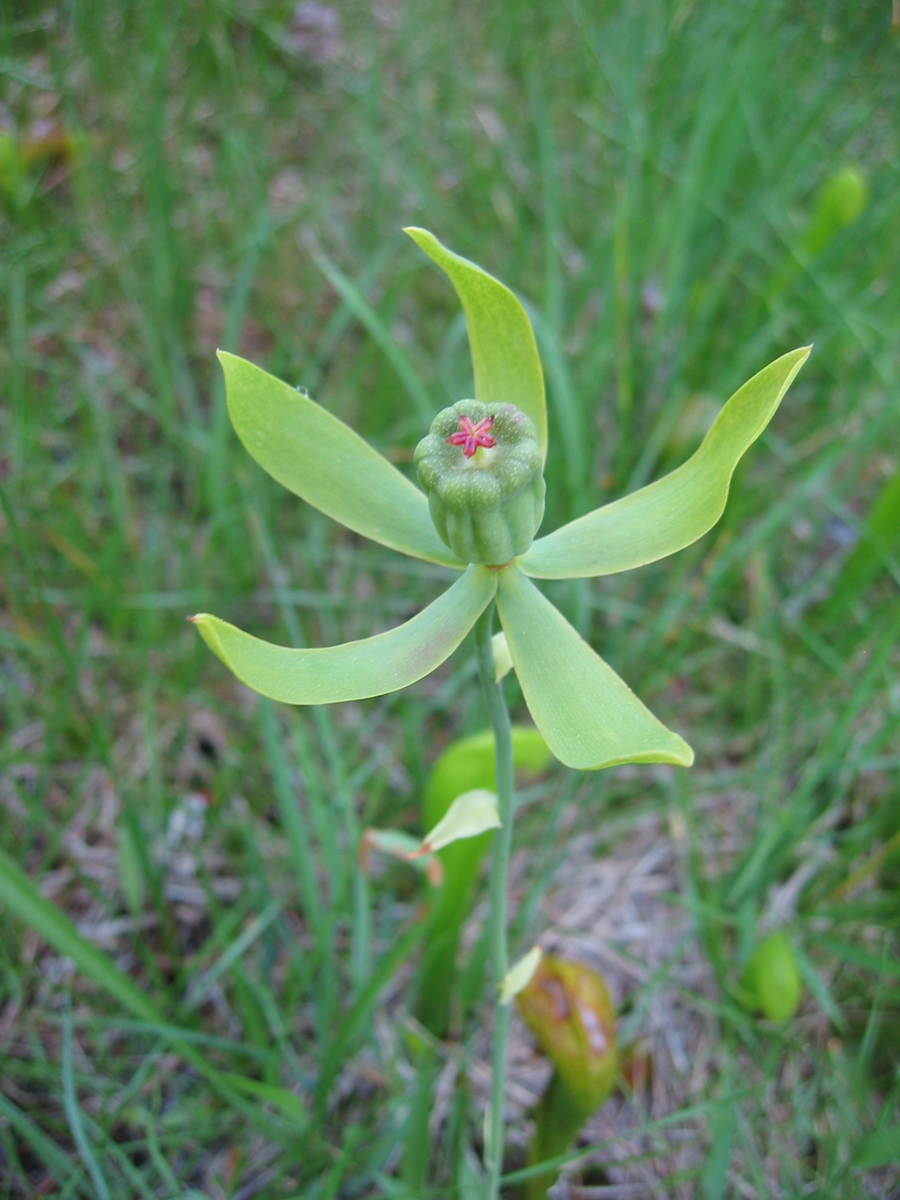 Sarraceniaceae Darlingtonia californica