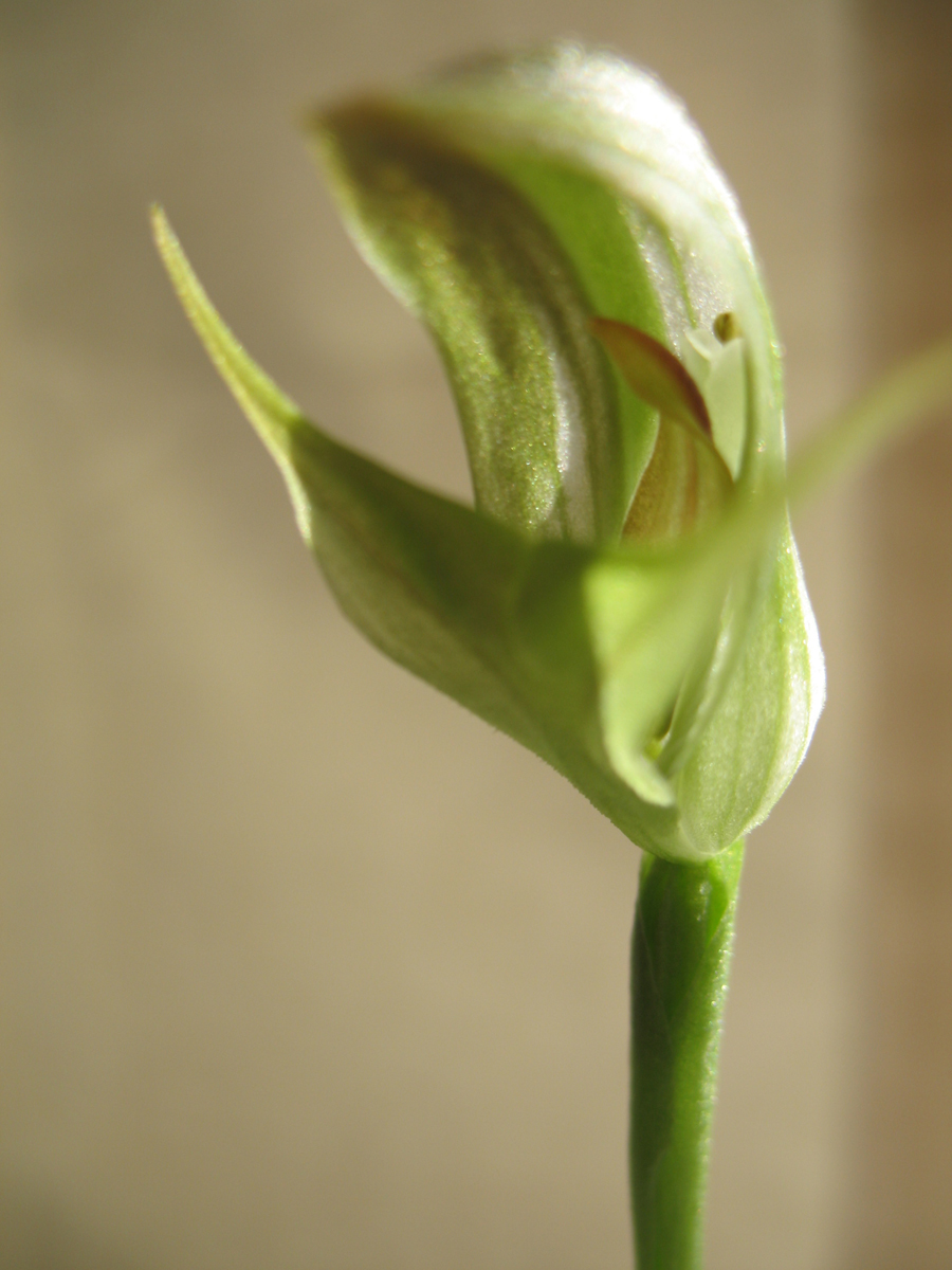 Orchidaceae Pterostylis curta