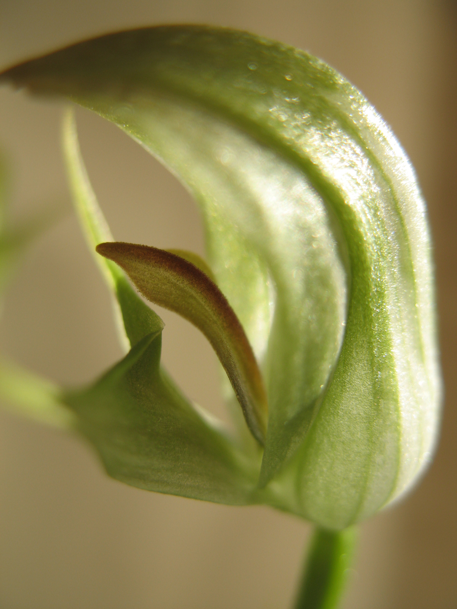 Orchidaceae Pterostylis curta