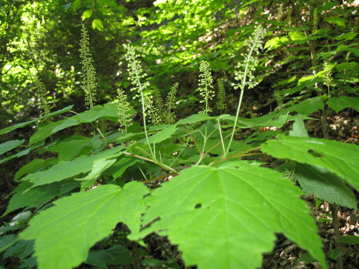 Aceraceae Acer spicatum