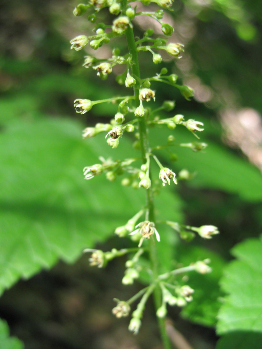 Aceraceae Acer spicatum