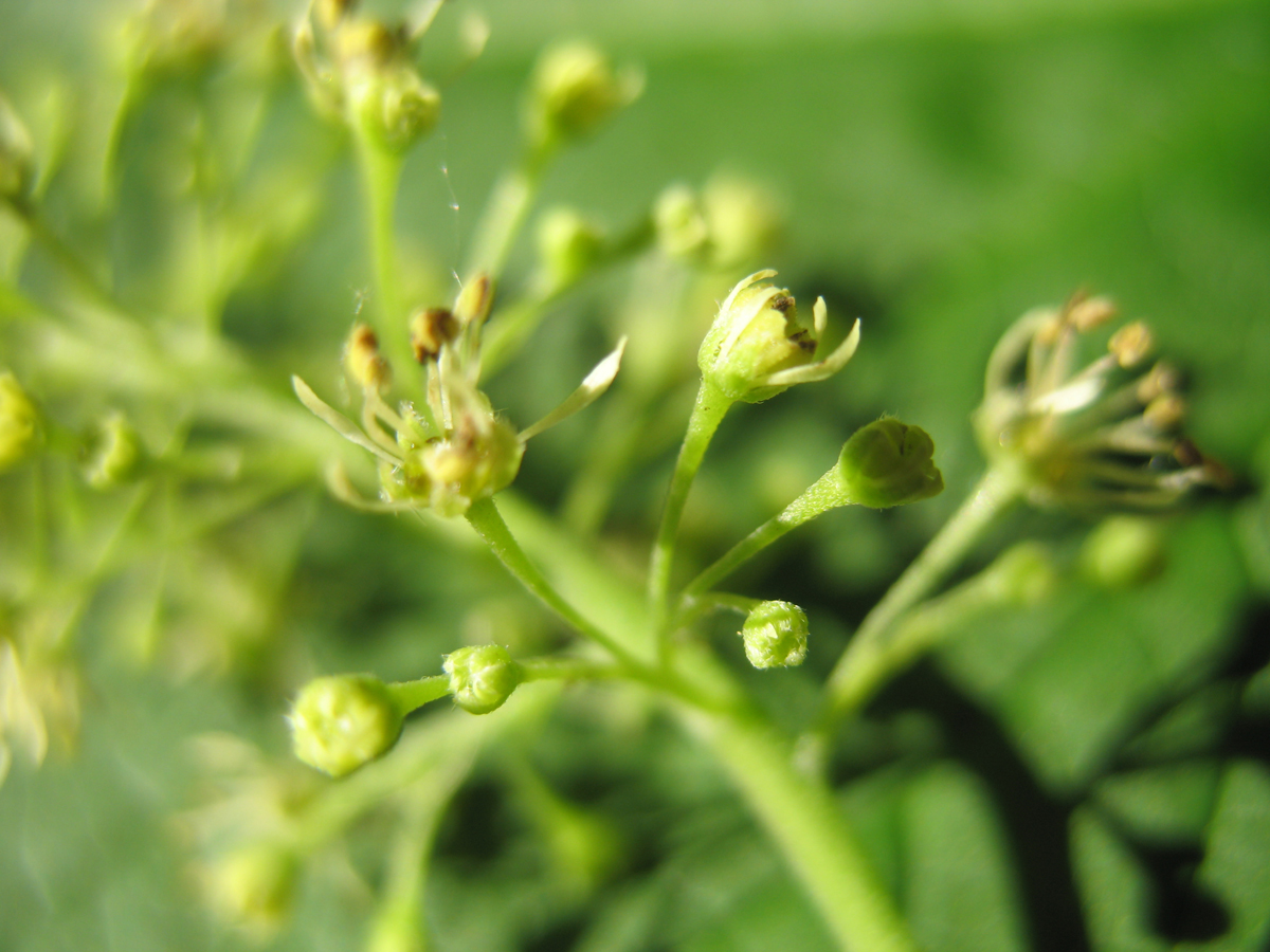 Aceraceae Acer spicatum