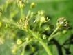 image of Acer spicatum