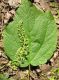 image of Acer spicatum