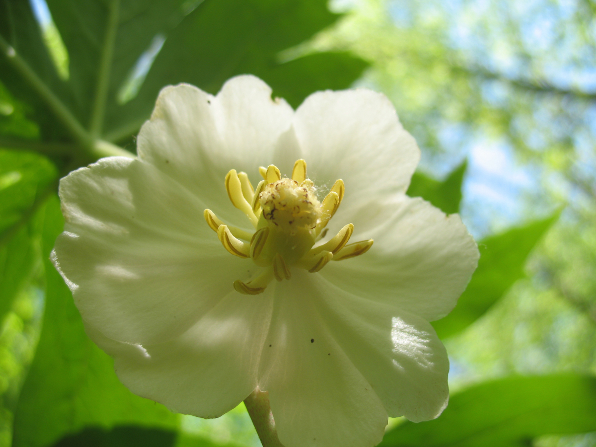 Berberidaceae Podophyllum peltatum