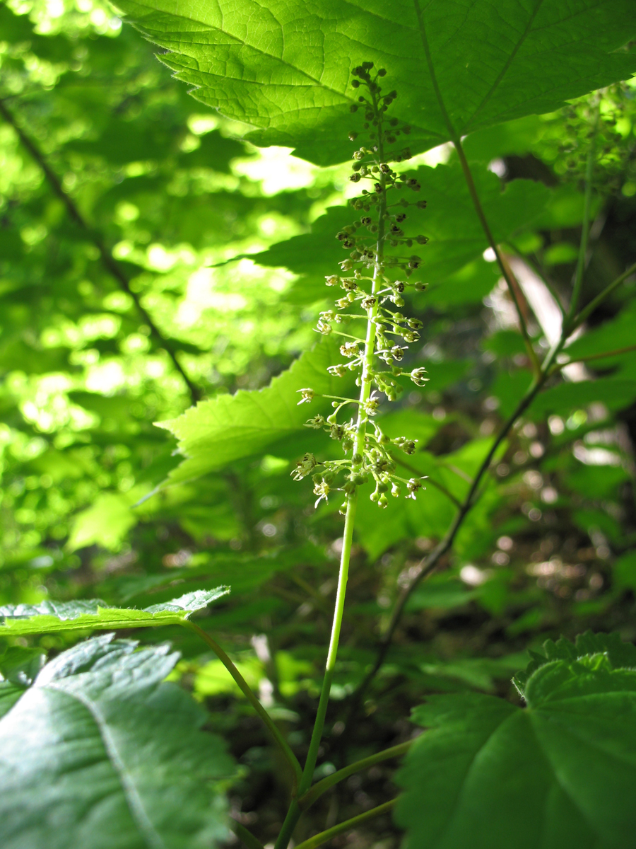 Aceraceae Acer spicatum