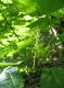image of Acer spicatum