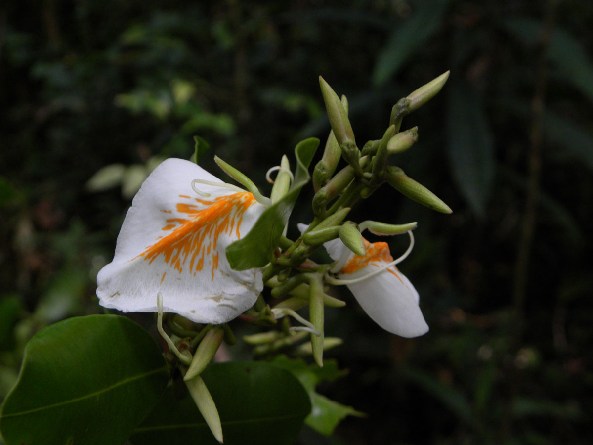 Vochysiaceae Ruizterania albiflora