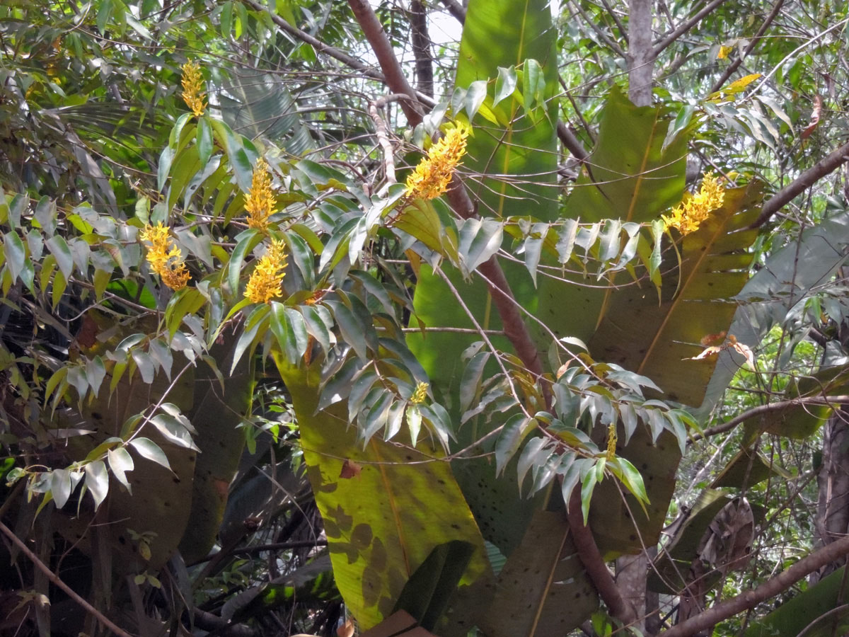 Vochysiaceae Vochysia ferruginea