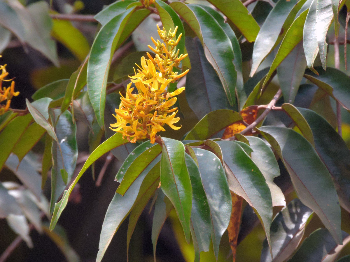 Vochysiaceae Vochysia ferruginea