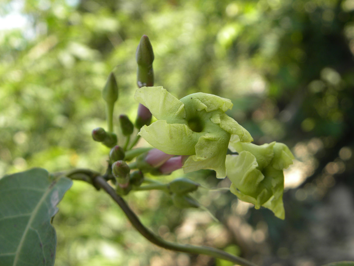Apocynaceae Mesechites trifidus