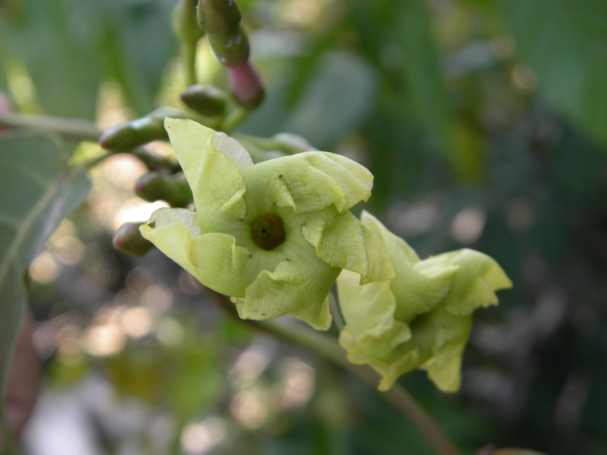Apocynaceae Mesechites trifidus