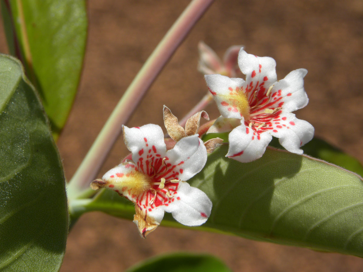 Rubiaceae Platycarpum egleri