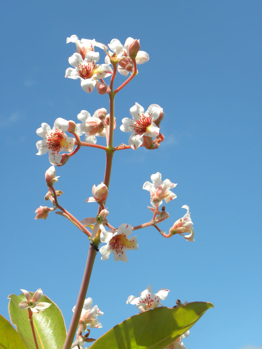 Rubiaceae Platycarpum egleri