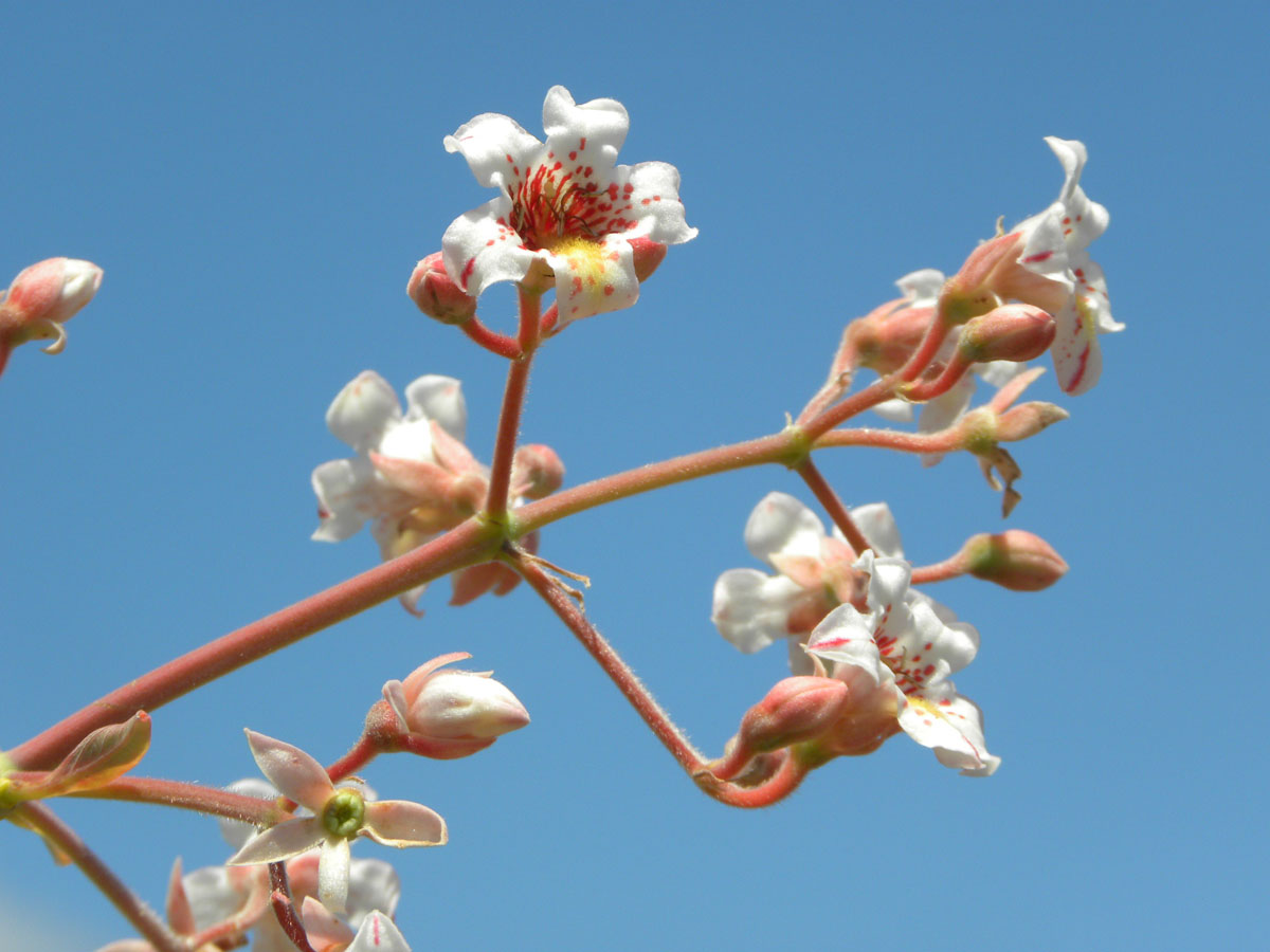Rubiaceae Platycarpum egleri