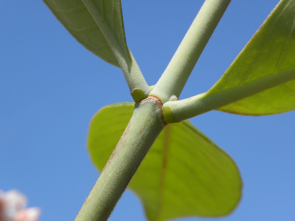 Rubiaceae Platycarpum egleri