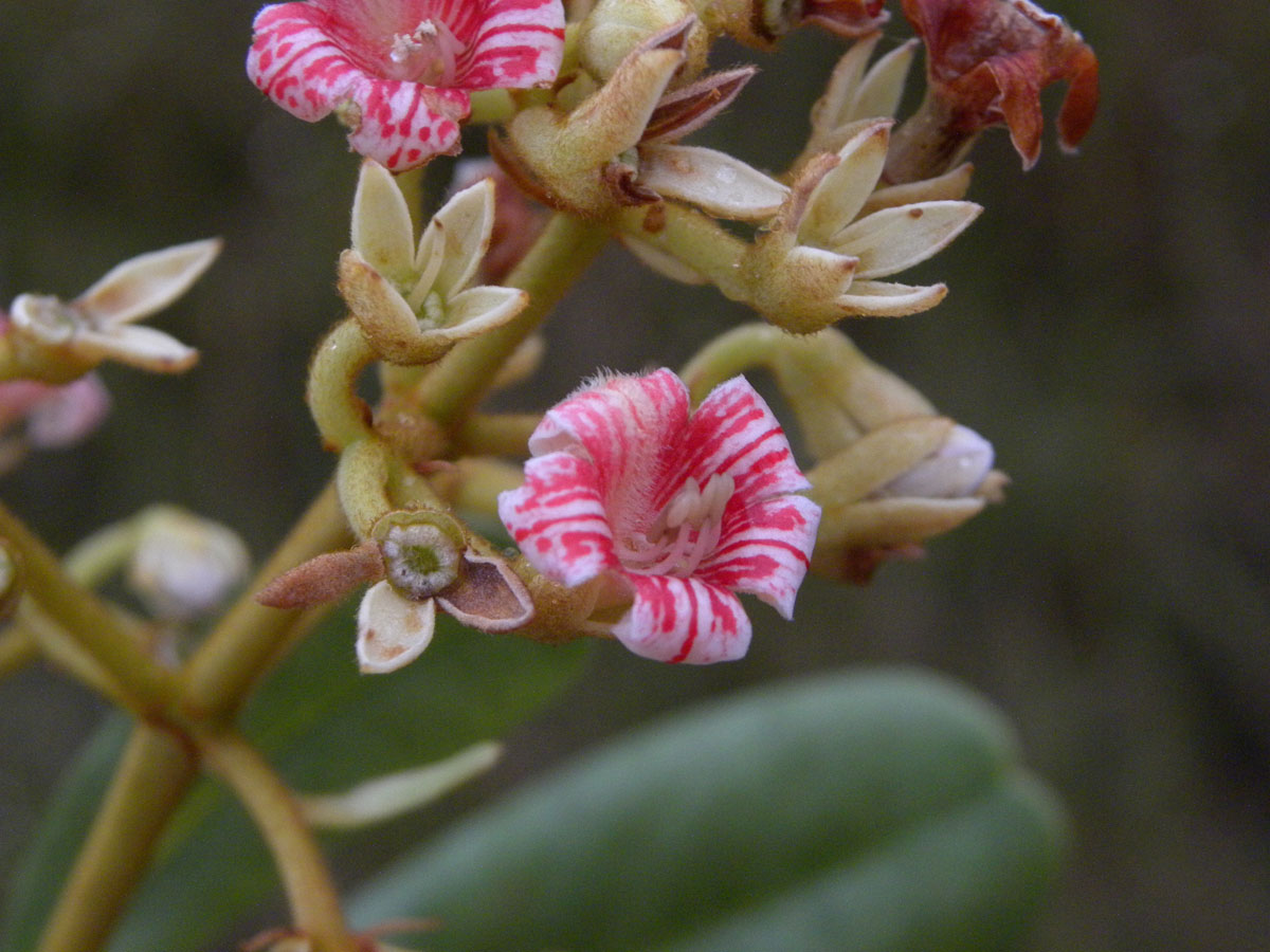 Rubiaceae Platycarpum froesii