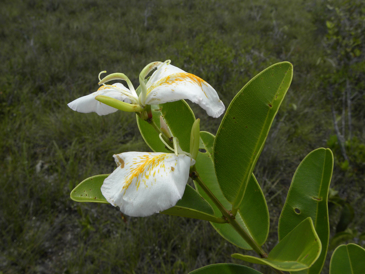 Vochysiaceae Ruizterania esmeraldae