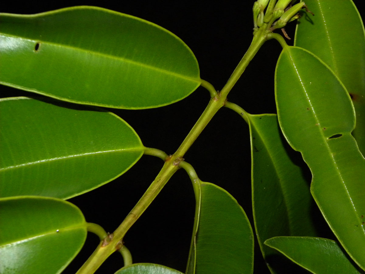 Vochysiaceae Ruizterania esmeraldae