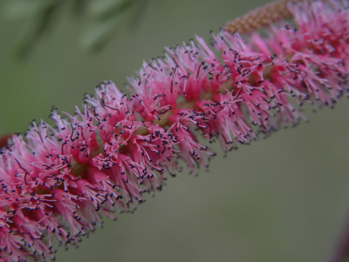 Fabaceae Stryphnodendron roseiflorum