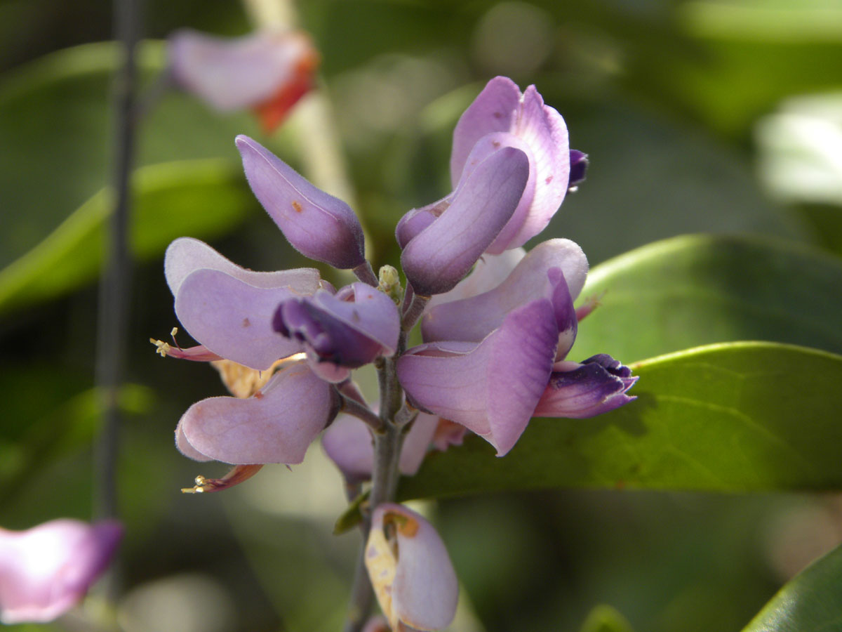 Fabaceae Taralea cordata