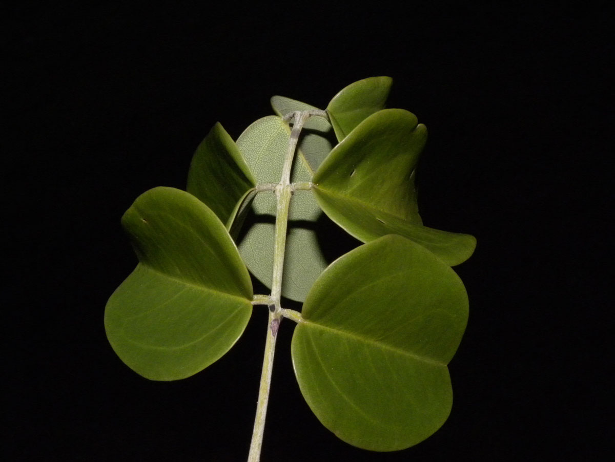 Fabaceae Taralea cordata