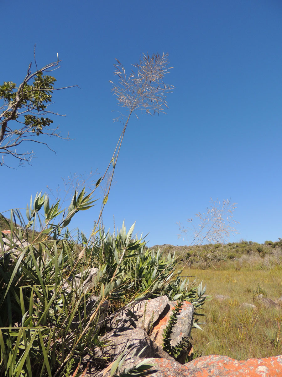 Poaceae Aulonemia effusa