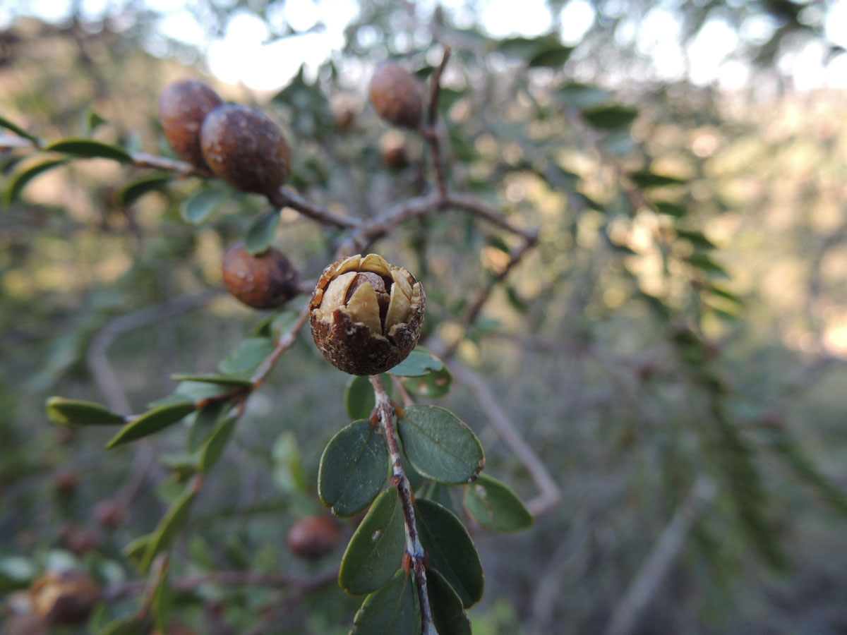 Vochysiaceae Callisthene microphylla
