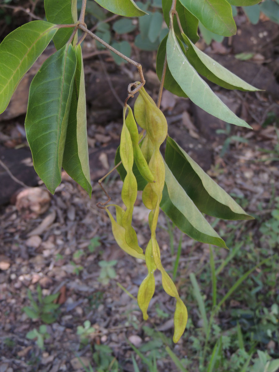 Apocynaceae Condylocarpon isthmicum