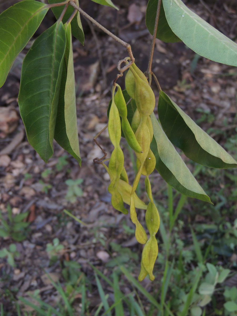 Apocynaceae Condylocarpon isthmicum