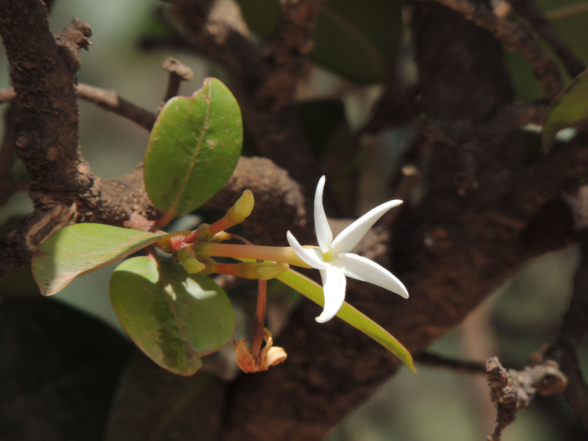 Apocynaceae Hancornia speciosa