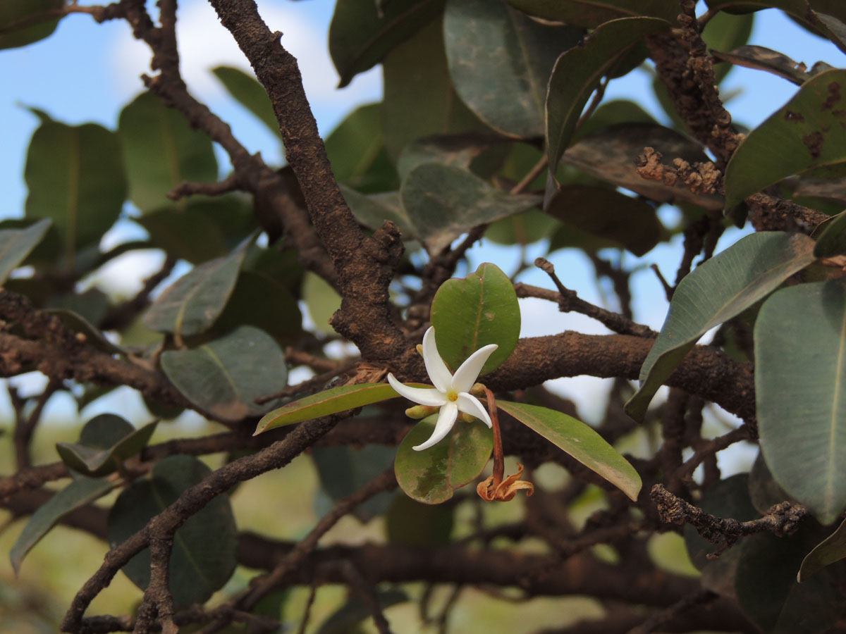 Apocynaceae Hancornia speciosa