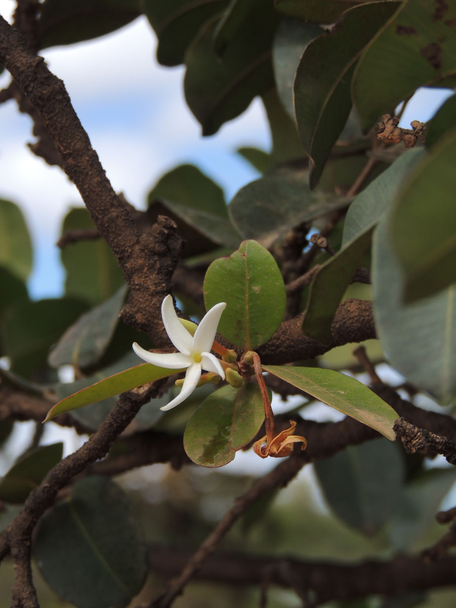 Apocynaceae Hancornia speciosa