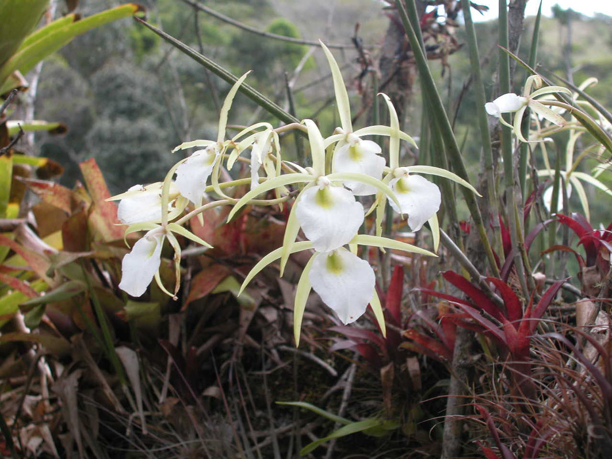 Orchidaceae Brassavola tuberculata