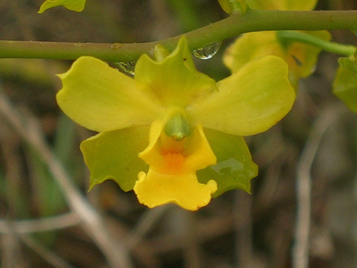 Orchidaceae Cyrtopodium polyphyllum
