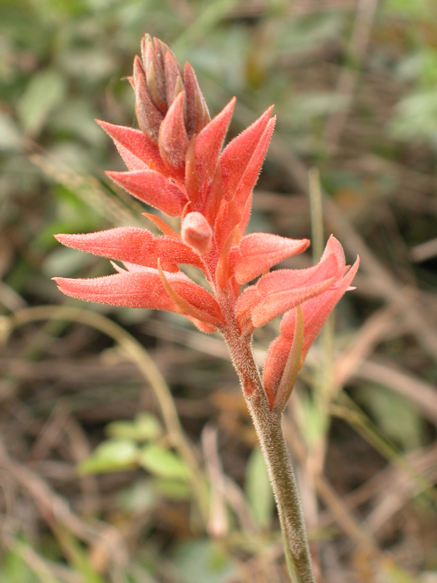 Orchidaceae Sacoila lanceolata