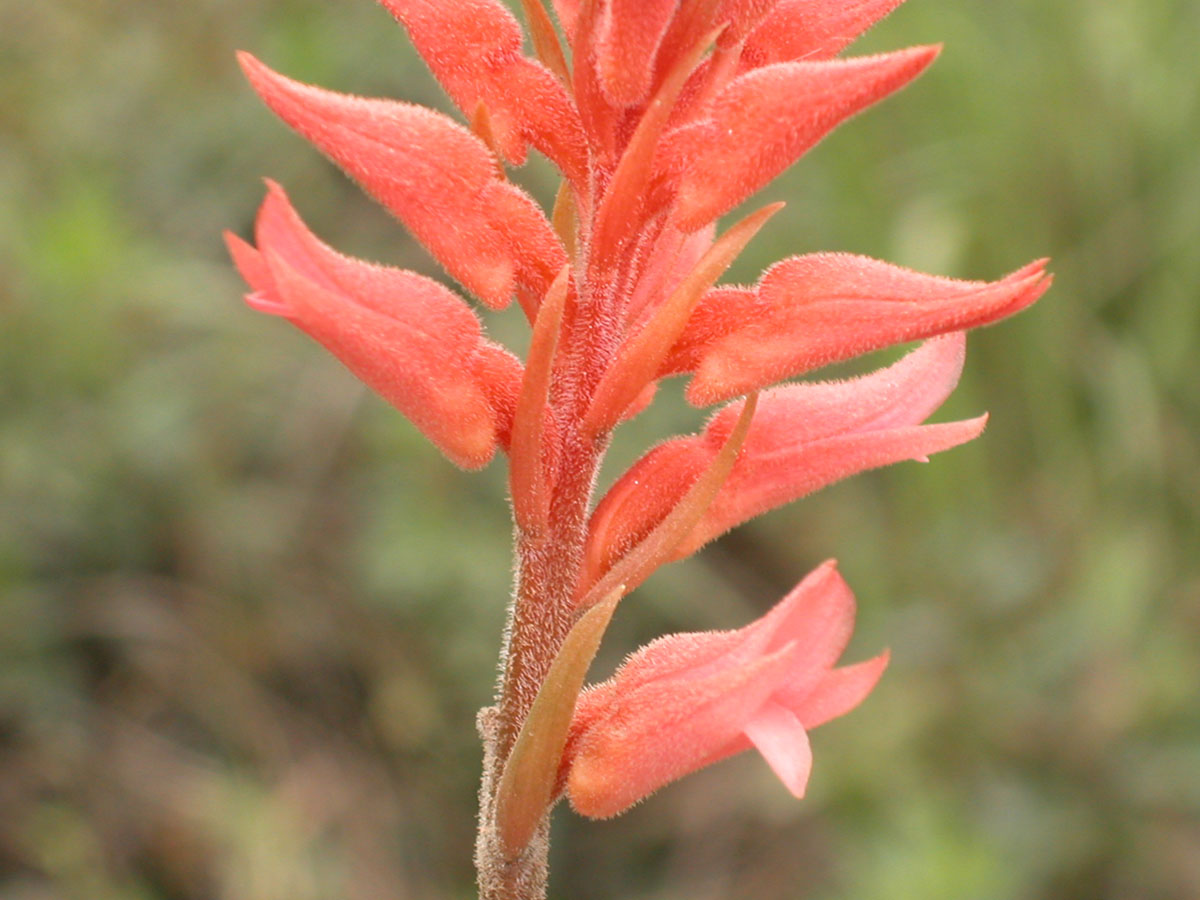 Orchidaceae Sacoila lanceolata