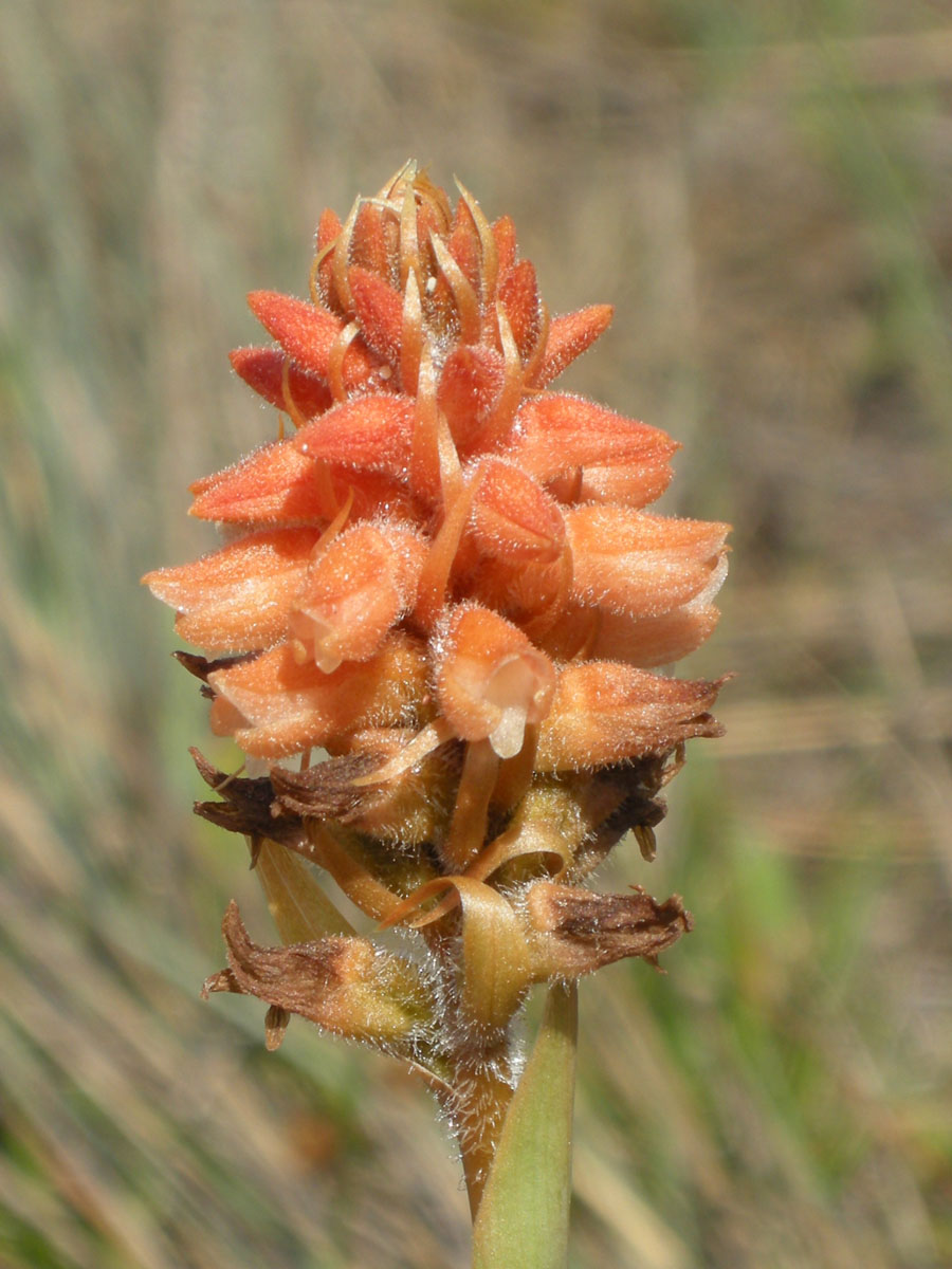Orchidaceae Sacoila lanceolata
