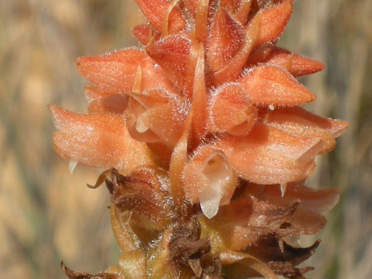 Orchidaceae Sacoila lanceolata